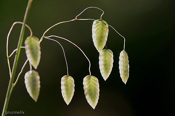 Sonaglini maggiori -Briza maxima - Famiglia Graminaceae (40D_6173_1rid).jpg